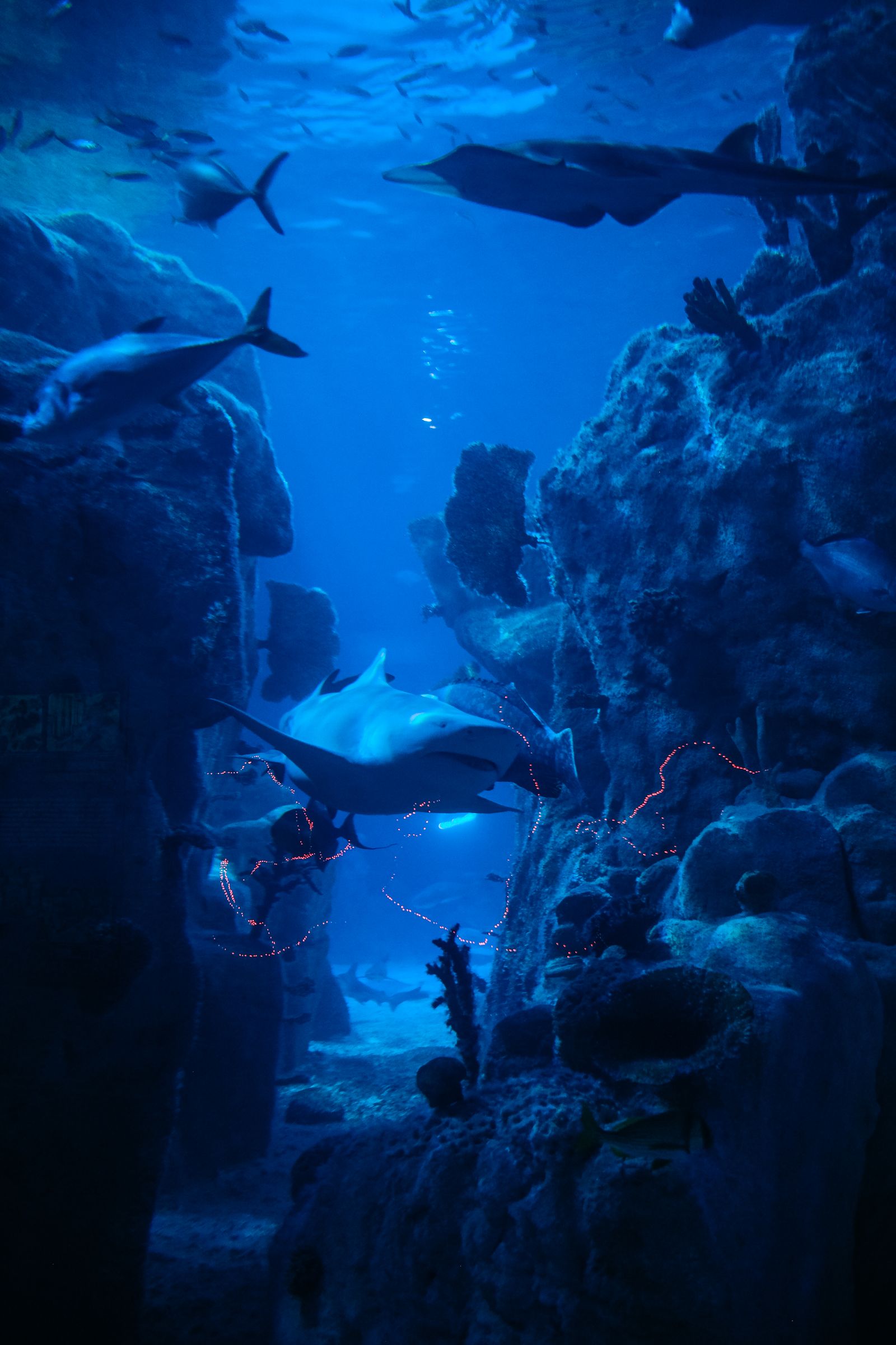 Reef sharks at the drop