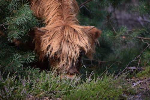A Highland Cow Grazing