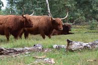 Highland cattle with long horns grazing in Wezep, Netherlands forest landscape.