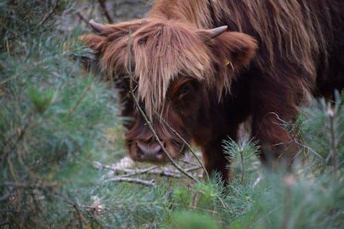 Photograph of a Brown Highland Cow