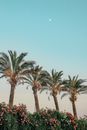 Free stock photo of beach, flower, palm