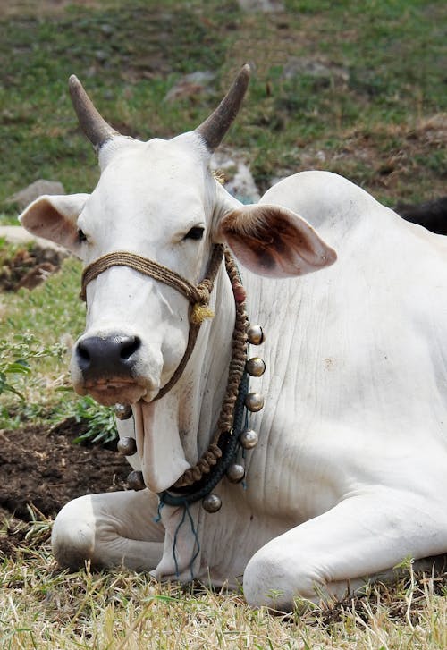 Zebu+Cattle Photos, Download Free Zebu+Cattle Stock Photos & HD Images