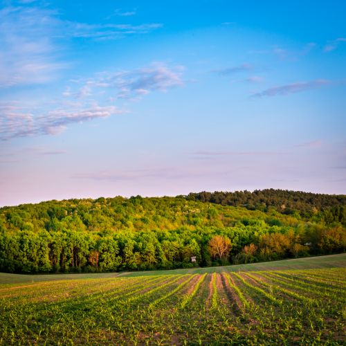 Free Lush green field with tree-lined horizon under a bright blue sky at sunset. Stock Photo