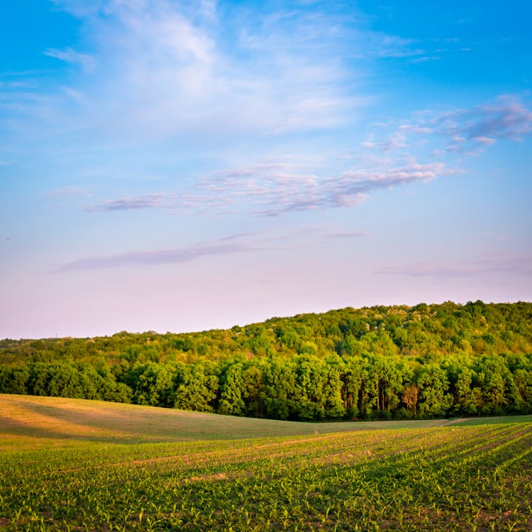 Gratis stockfoto met blauwe lucht, boerderij, gewassen