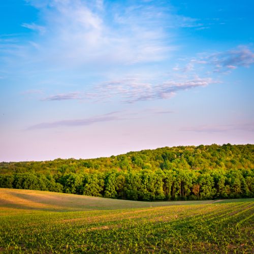 Free A scenic view of a lush green field extending to a forest under a bright blue sky. Stock Photo
