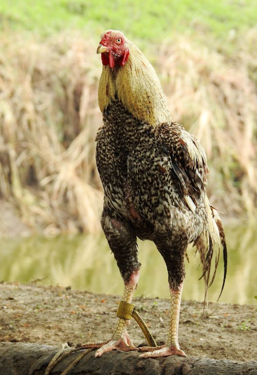 Close-Up Shot of a Rooster 