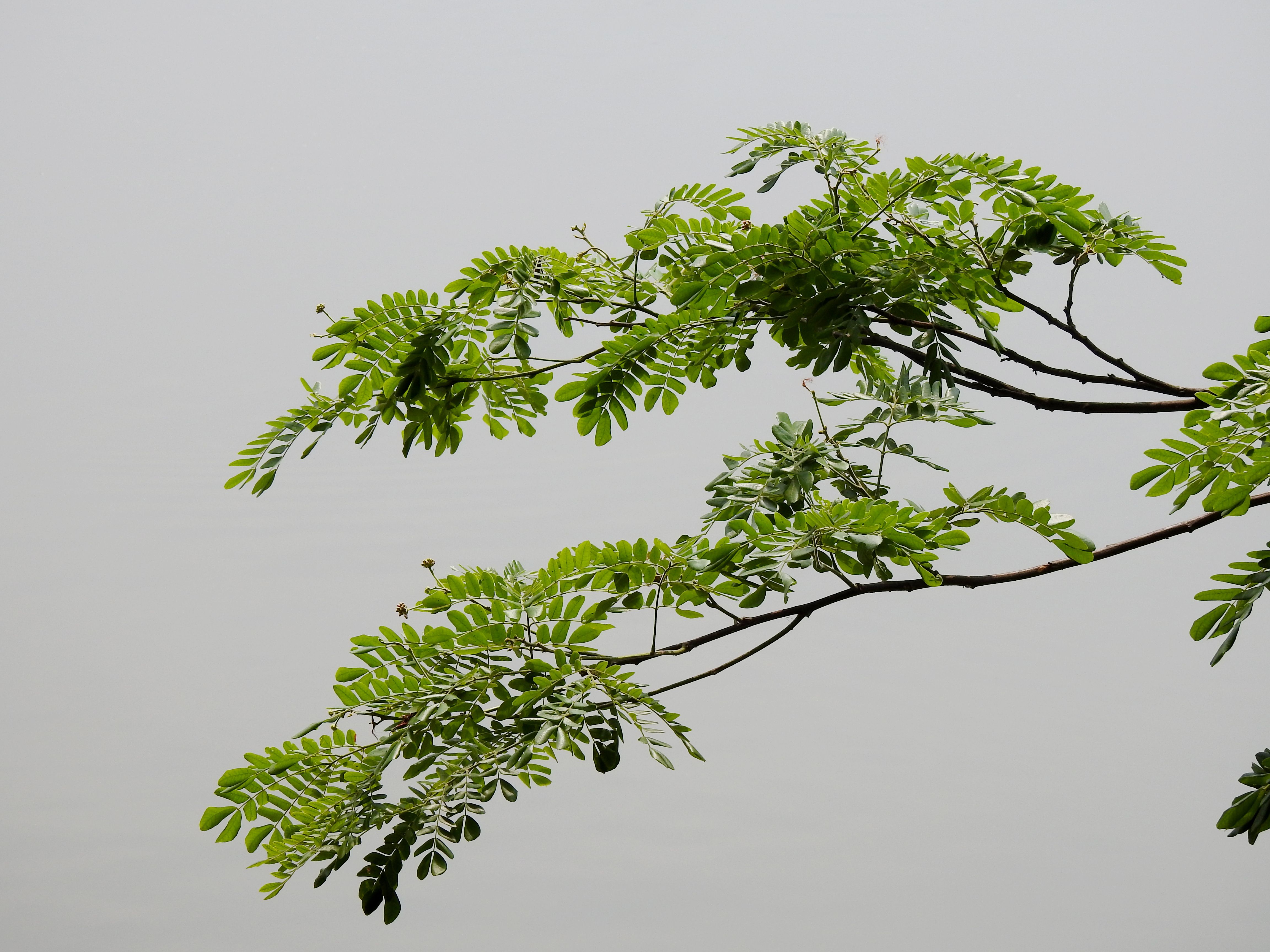 Serene image of vibrant green Albizia Lebbeck branches against a neutral sky, highlighting nature's simplicity.