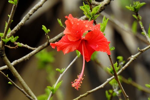 A Hibiscus Flower With Water Droplets