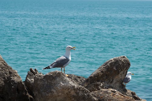 Free Seagulls Perched on Beach Rocks Stock Photo