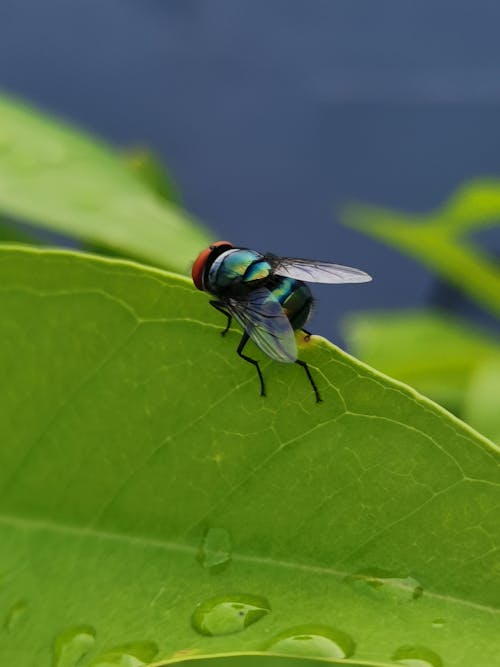 Free A fly on a green leaf. Stock Photo