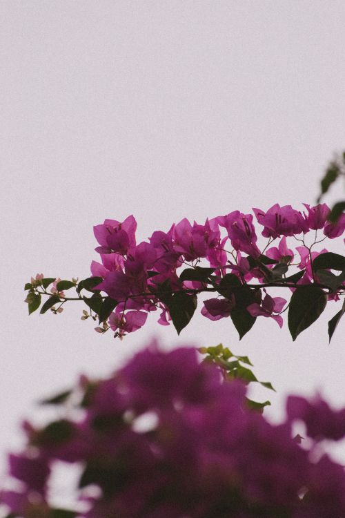 Free Close-up of vivid purple bougainvillea flowers isolated against white sky backdrop. Stock Photo