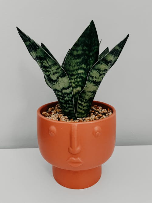 Free Darmowe zdjęcie z galerii z garnek ceramiczny, kaktus, roślina Stock Photo