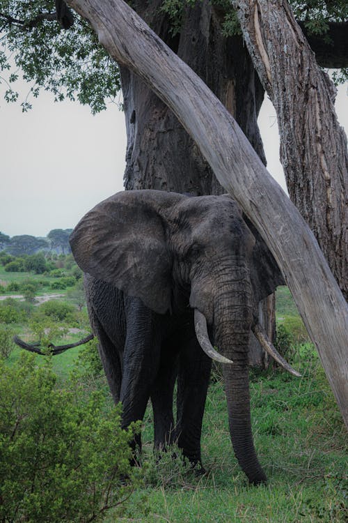 Photo of an Elephant