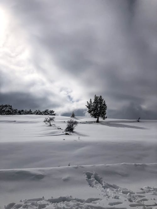 Darmowe zdjęcie z galerii z białe chmury, drzewo, perspektywa żabia