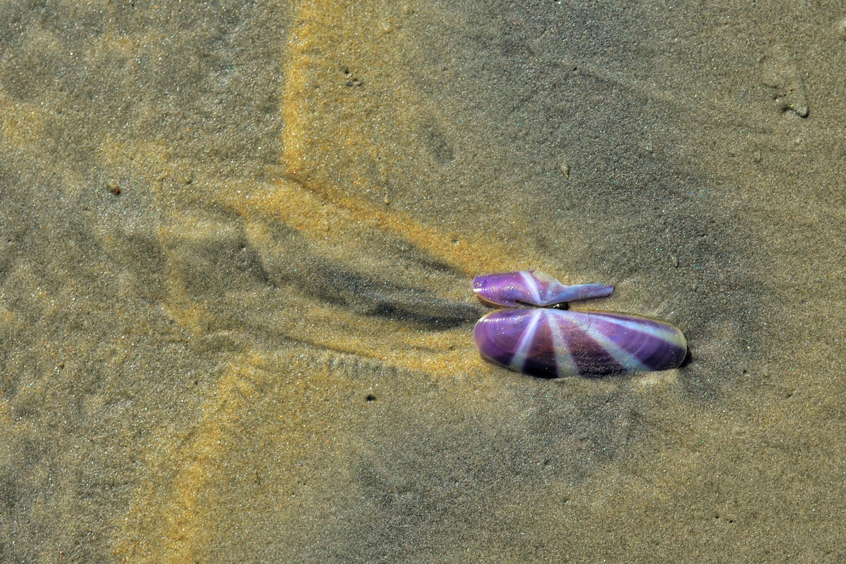 Clam Moving in Sand · Free Stock Photo