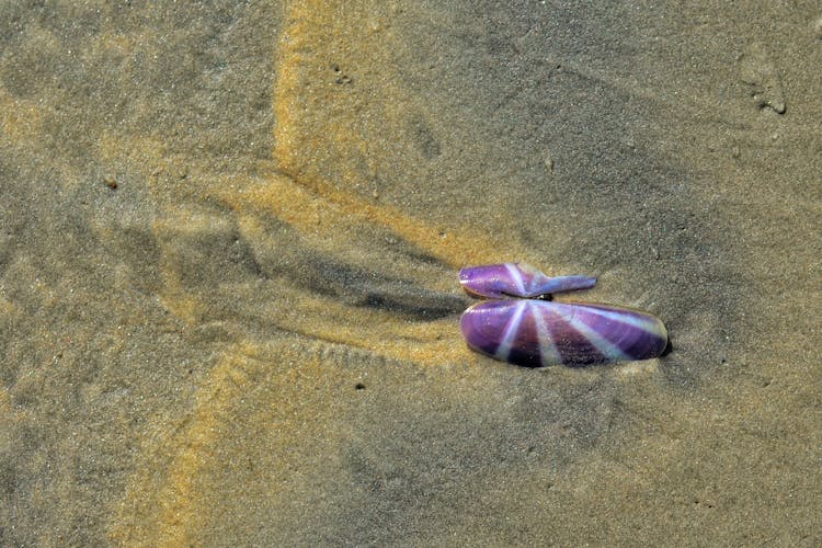 Clam Moving In Sand