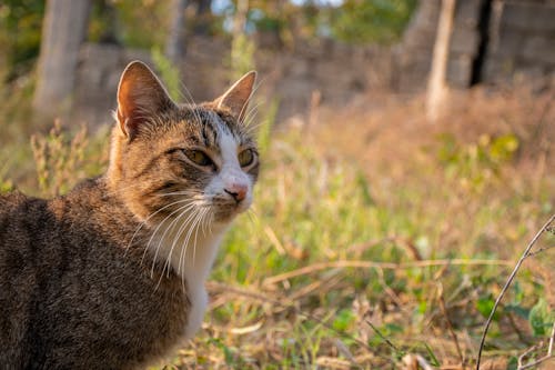 Free A Tabby Cat on Grass Stock Photo