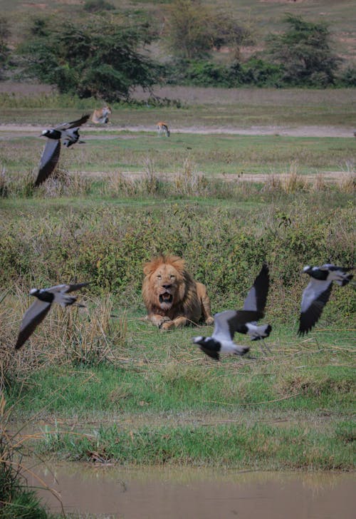 Lion Growling Near Flying Birds