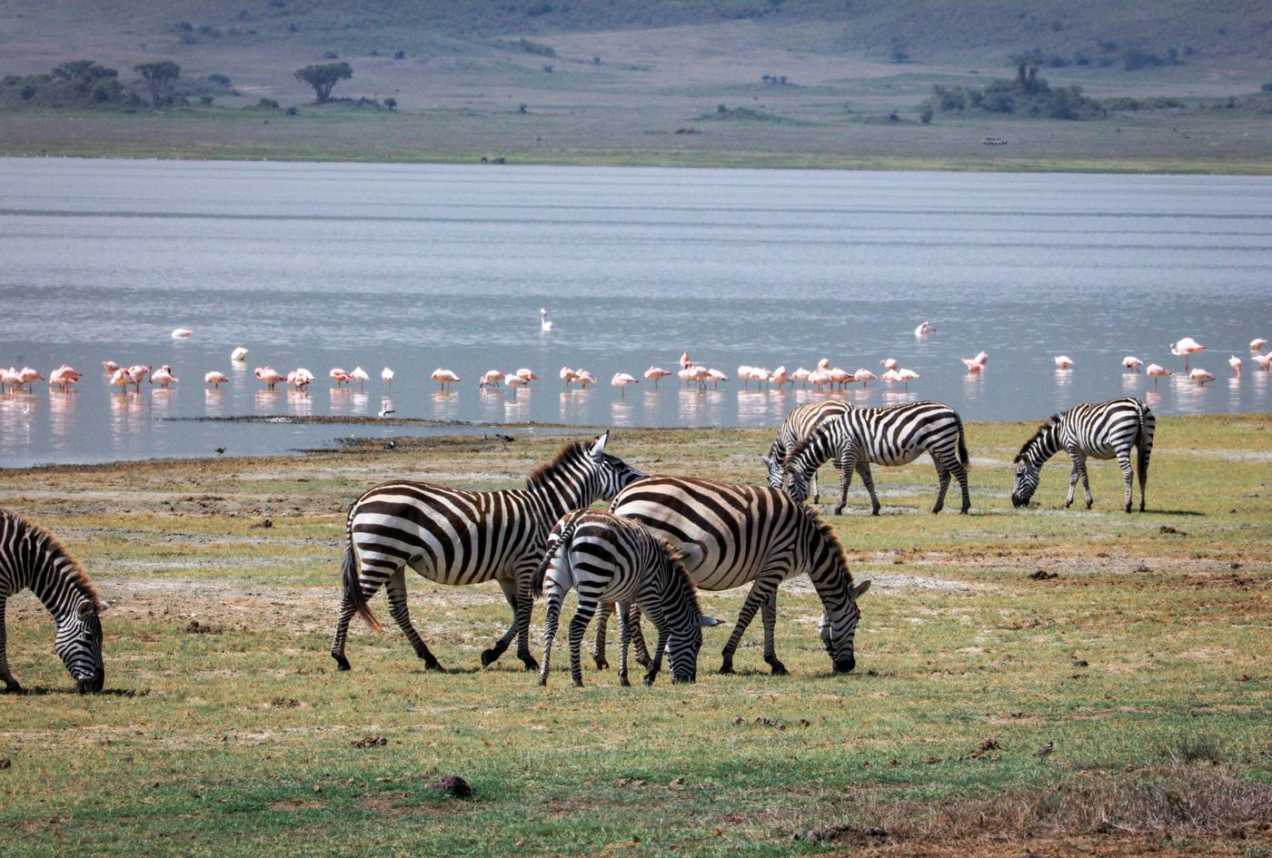 Lake Manyara with zebras and flamingos, Tanzania