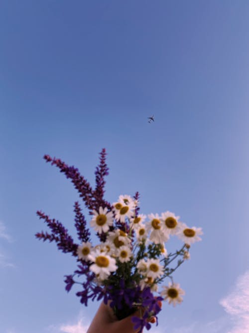 Free Ảnh lưu trữ miễn phí về bắn dọc, bầu trời, bó hoa Stock Photo