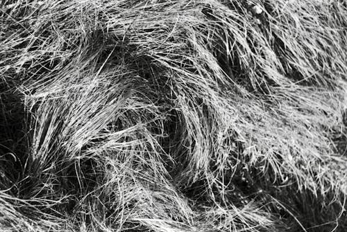 Hay in Black and White