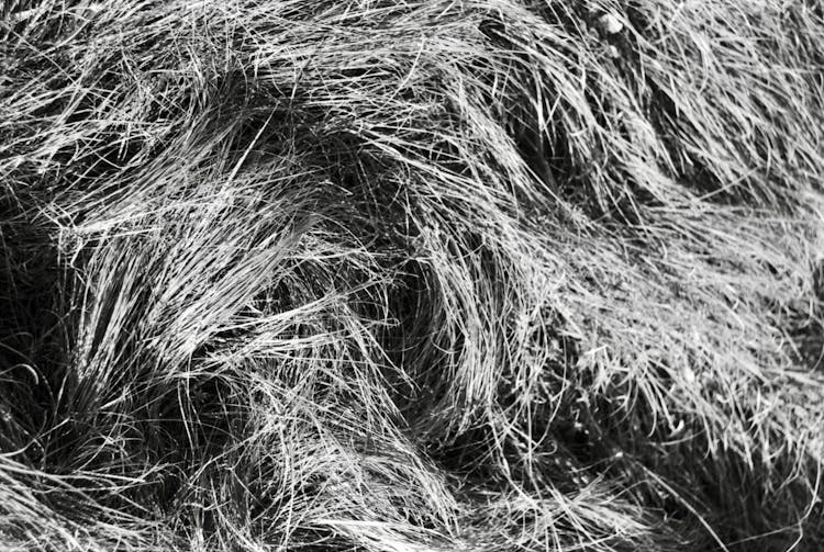 Hay In Black And White