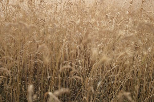 Brown Wheat Field in Close-up Photography
