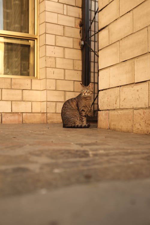 Photo of a Tabby Cat