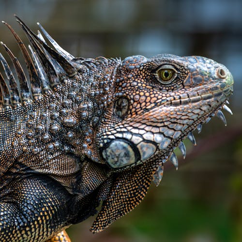 イグアナ, 爬虫類の無料の写真素材