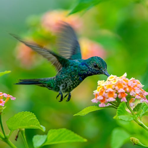 Close-Up Shot of a Hummingbird Flying 
