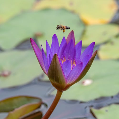 Honey Bee Flying over a Purple Flower