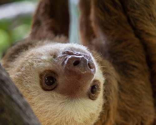 Two-toed sloth