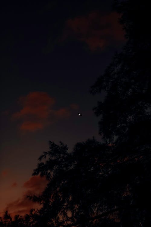 ağaç, akşam karanlığı, bulutlar içeren Ücretsiz stok fotoğraf