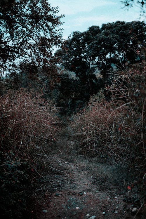オーガニック, サステナビリティ, ジャングルの無料の写真素材