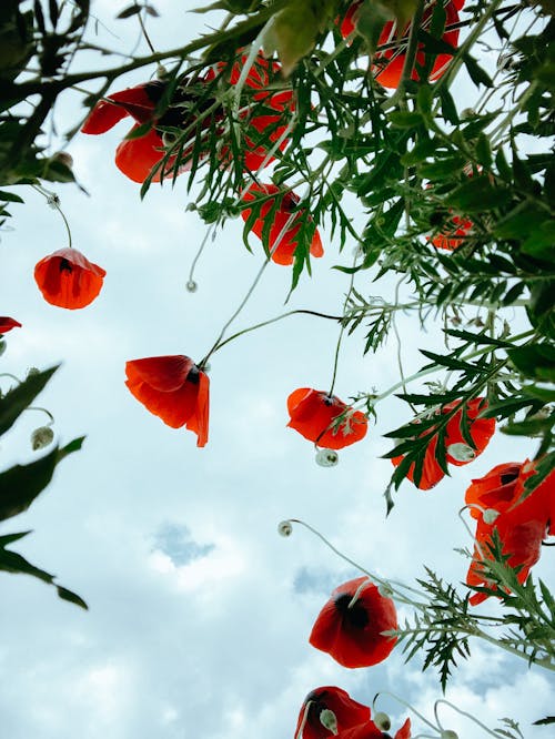 Low Angle Shot of Cardinal Climber Flowers