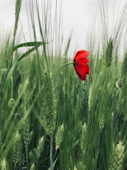 Poppy on a Field 