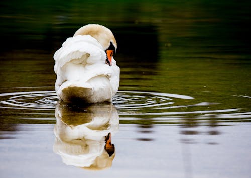 Foto profissional grátis de animal, ave, cisne