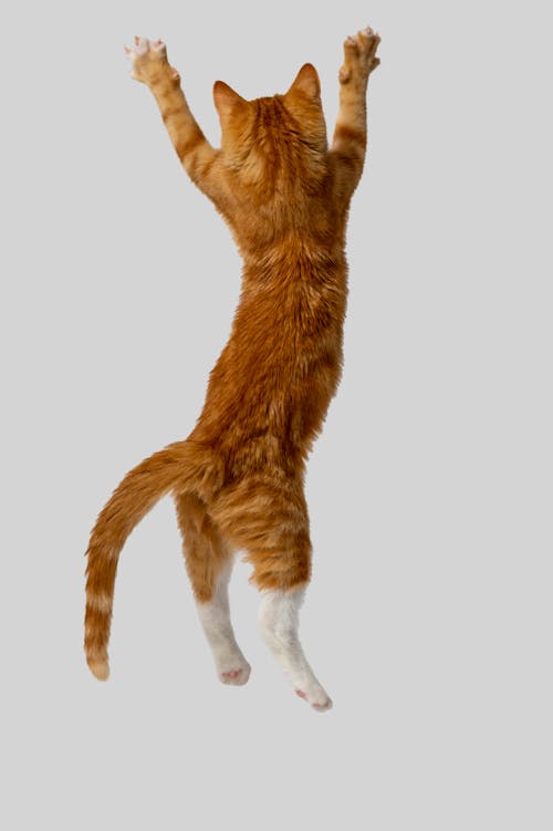 Close Up Photo of Orange Cat Jumping in White Background