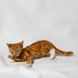 Ginger kitten, photo by Jan Laugesen on Pexels