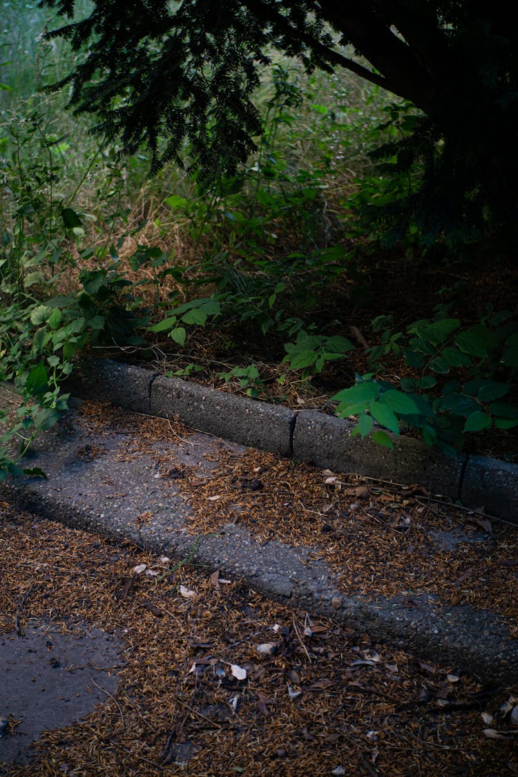 Lush Vegetation By Road