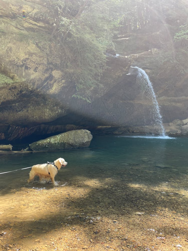 Brown Dog On Water Near Waterfalls