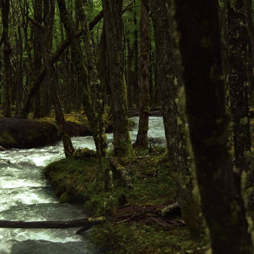 A River in the Forest 