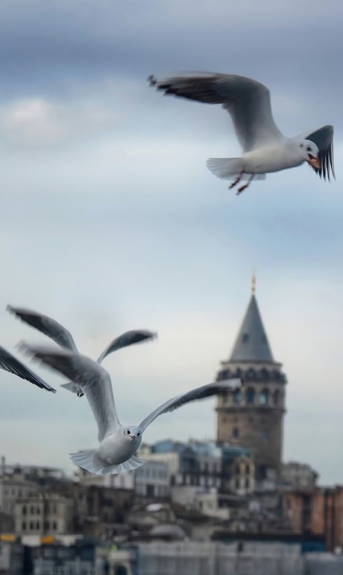 Free Capture of seagulls flying with Galata Tower in Istanbul, Turkey as the backdrop on a cloudy day. Stock Photo