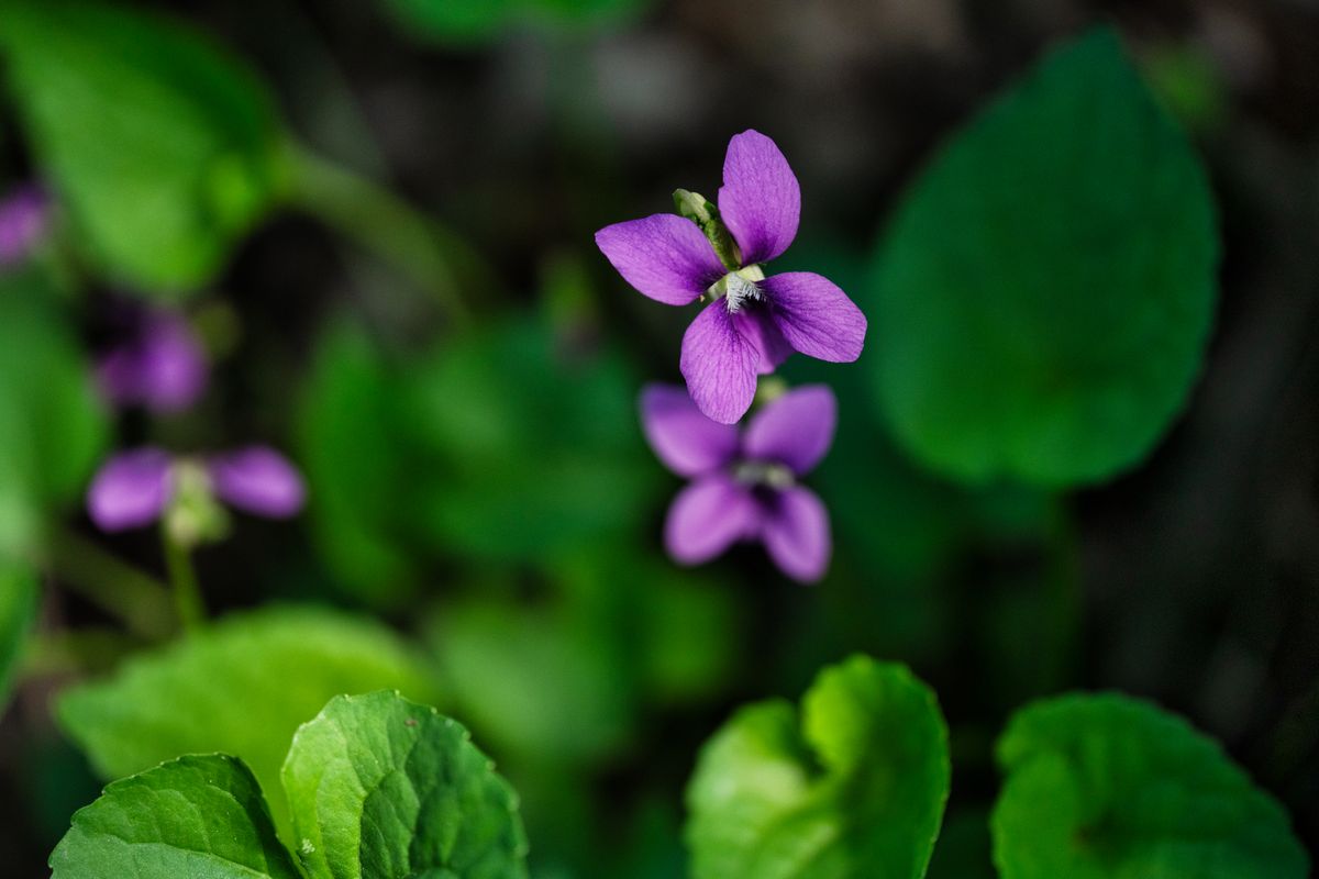 Purple wood violet flowers blooming in a Wisconsin forest floor