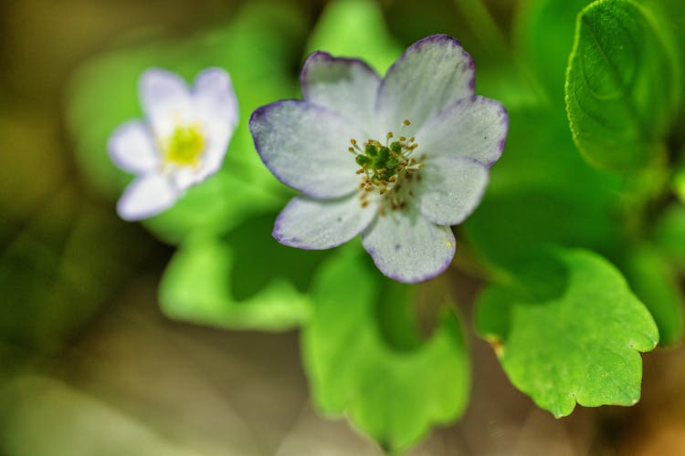 Close Up Photo Of A Flower