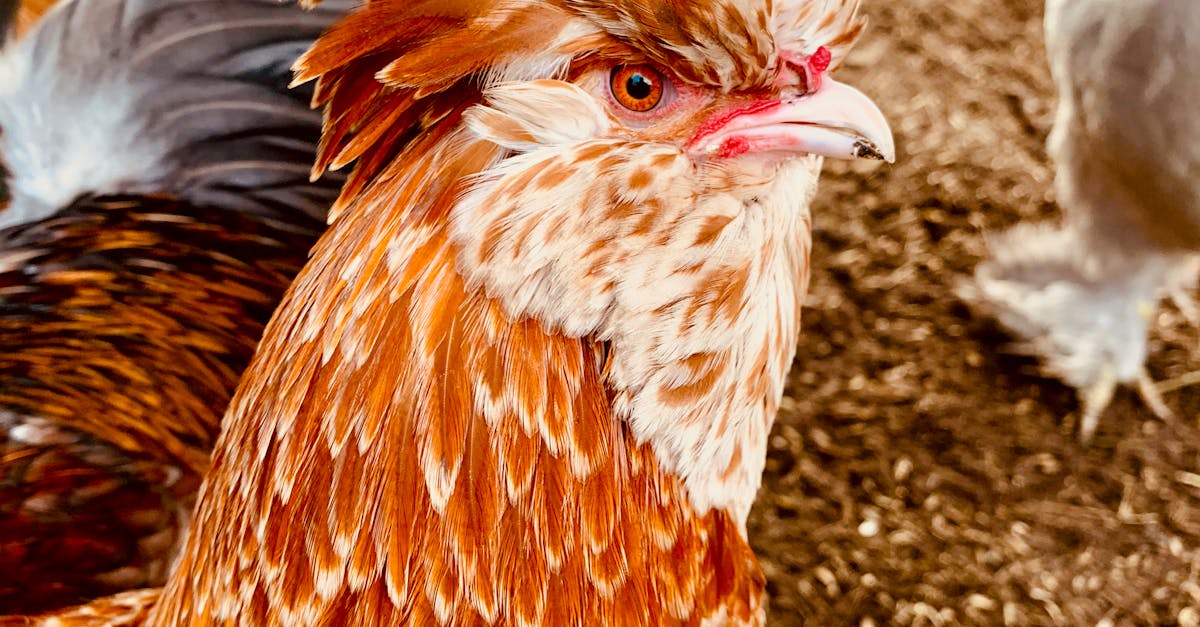 Head of Chicken on Farm