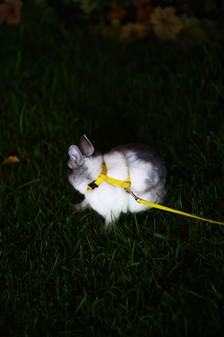 Dwarf Rabbit On Leash