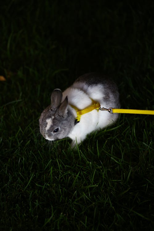 Free White and Gray Rabbit on Green Grass Field Stock Photo