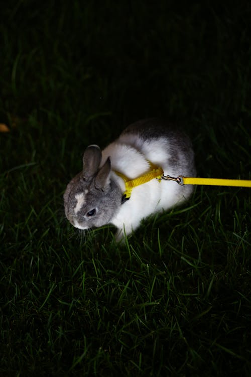 Fotobanka s bezplatnými fotkami na tému chlpatý, cicavec, domáce zviera