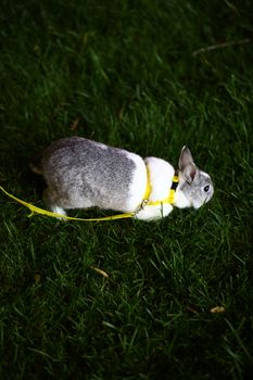 rabbit photo
